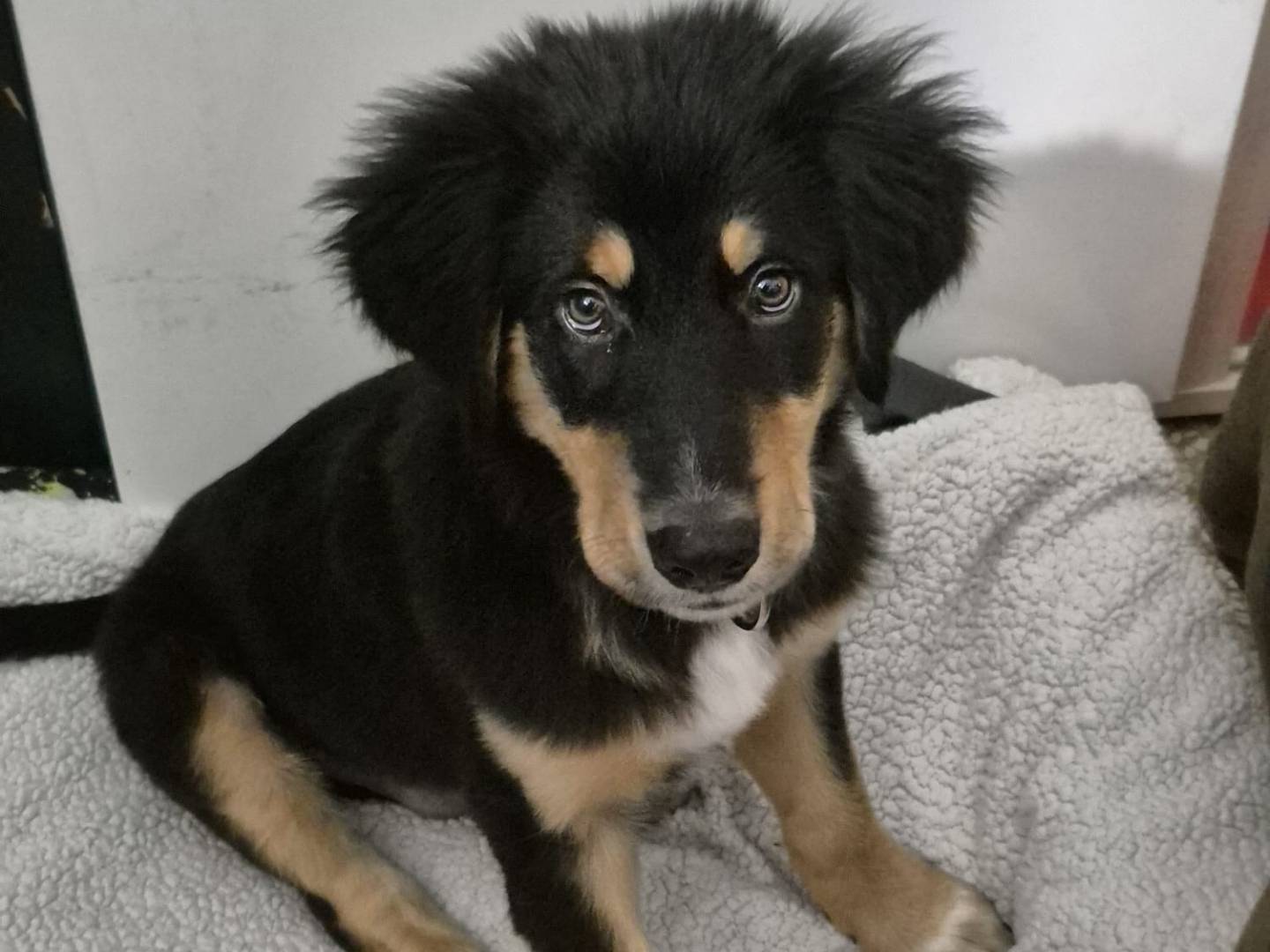 Adozione cane, maschio, Pastore maremmano Bovaro Del Bernese, 4 mesi, taglia grande, Barletta