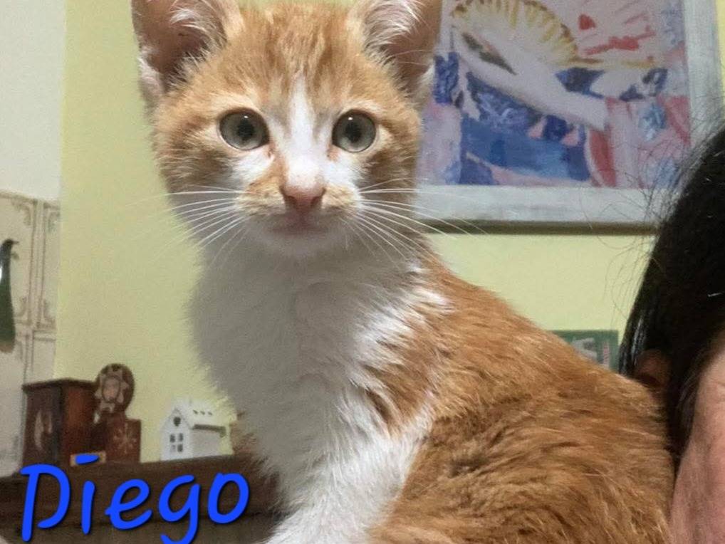 Adozione gatto, maschio, Razza sconosciuta Razza sconosciuta, 3 mesi, taglia non valida, Bologna