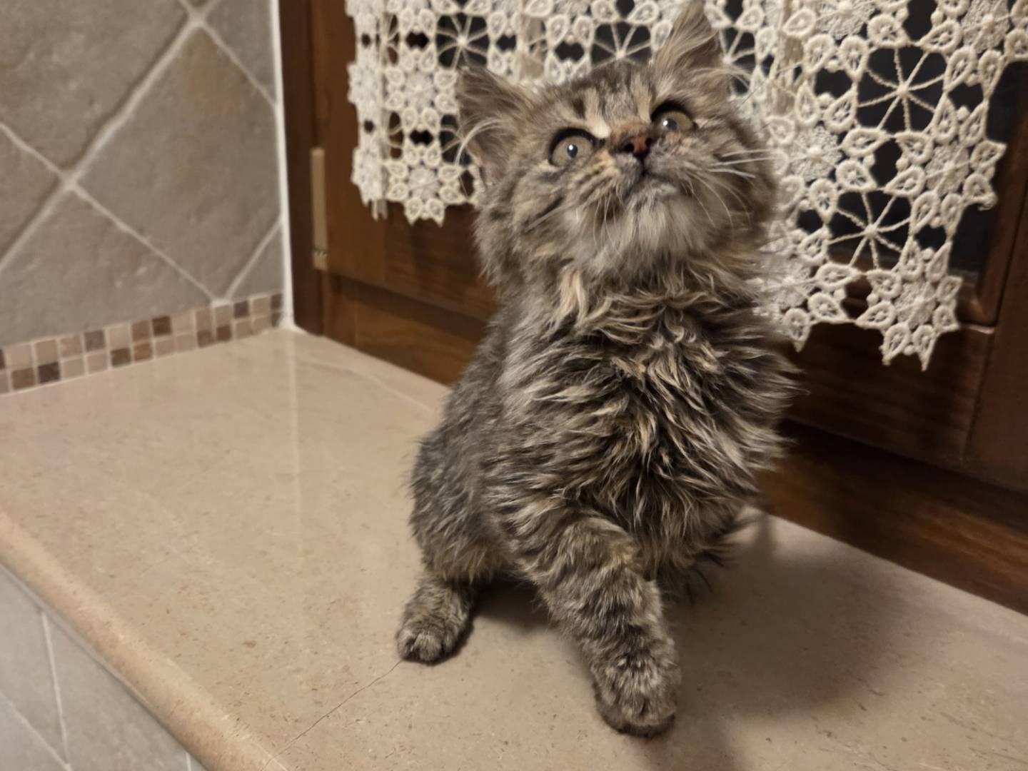 Adozione gatto, femmina, Razza sconosciuta Razza sconosciuta, 3 mesi, taglia non valida, Modena