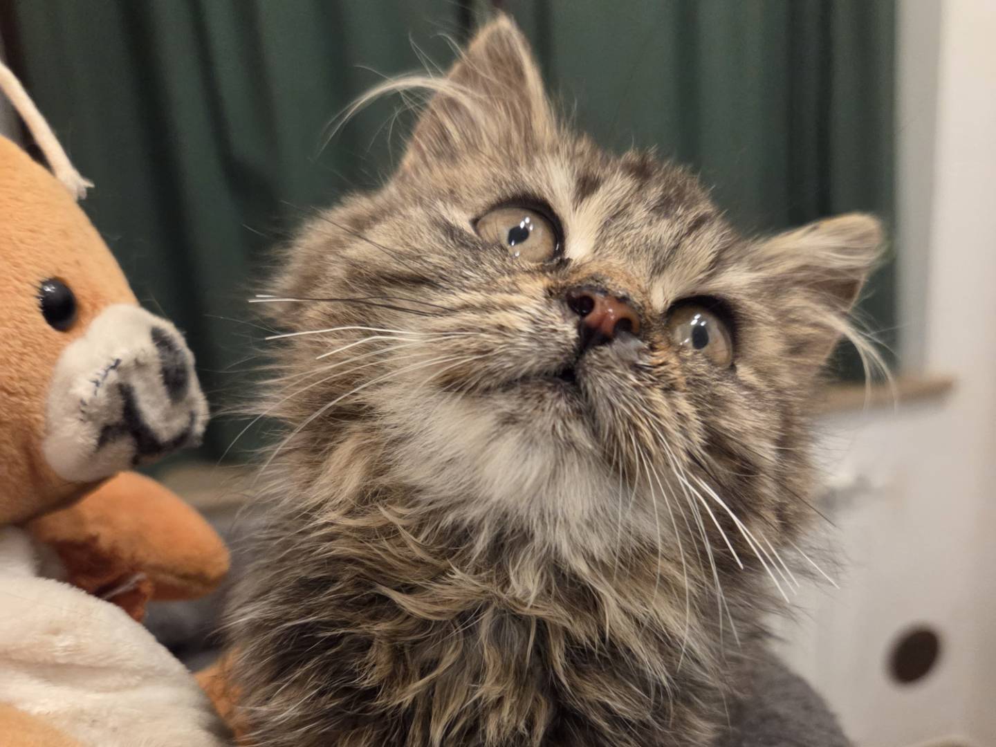 Adotta un gatto, femmina, 3 mesi, Modena