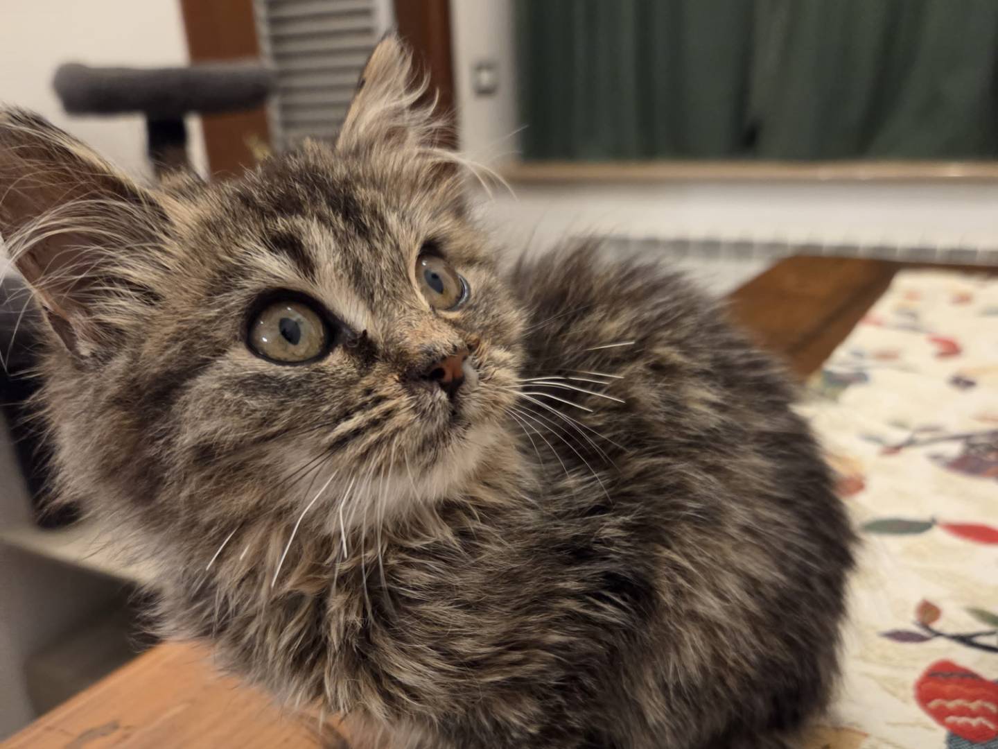 Adotta un gatto, taglia non valida, femmina, Modena