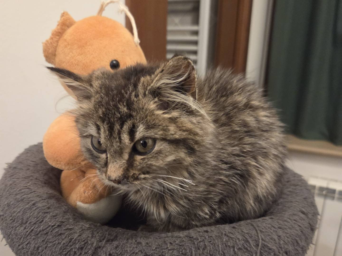 Vuoi adottare un gatto a Modena?