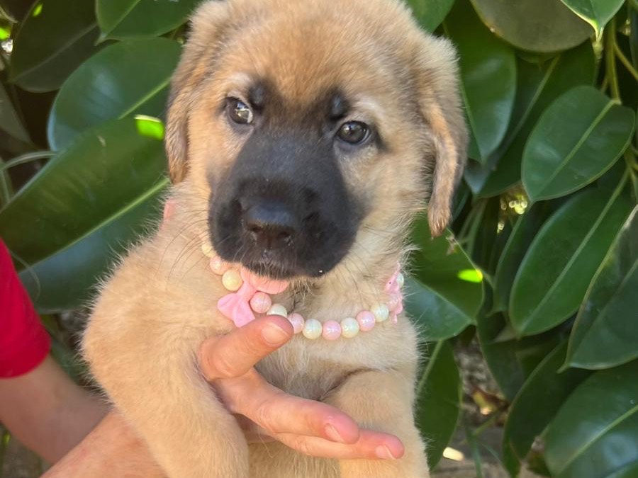 Adozione cane, femmina, Razza sconosciuta Razza sconosciuta, 4 mesi, taglia media, Siracusa