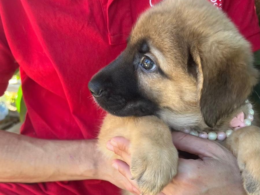 Adotta un cane, femmina, 4 mesi, Siracusa