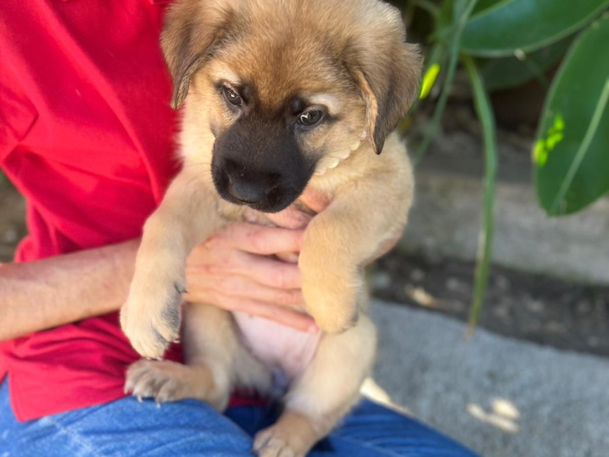 Adotta un cane, taglia media, femmina, Siracusa