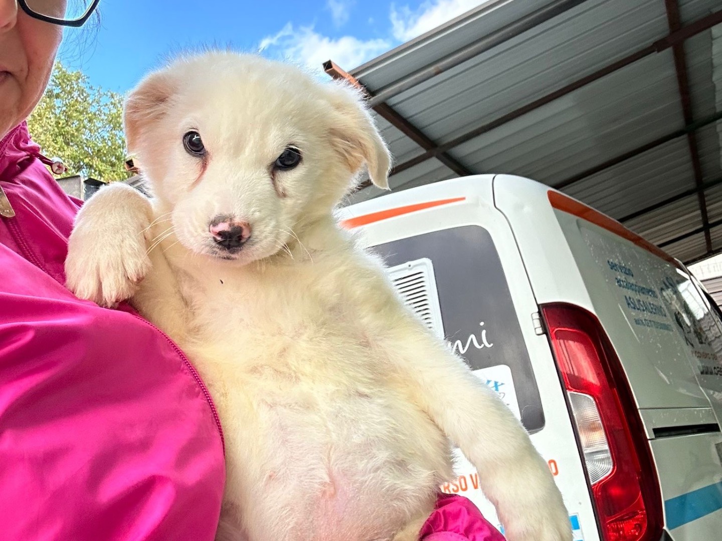 Adozione cane, maschio, Razza sconosciuta Razza sconosciuta, 3 mesi, taglia media, Salerno