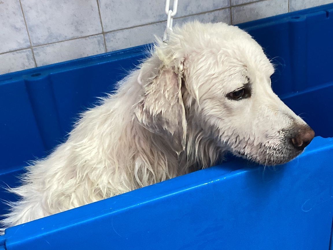 Adotta il cane Blanco a Como