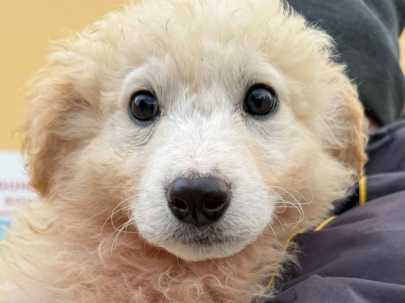 Adozione cane, maschio, Pastore maremmano Razza sconosciuta, 4 mesi, taglia grande, Matera
