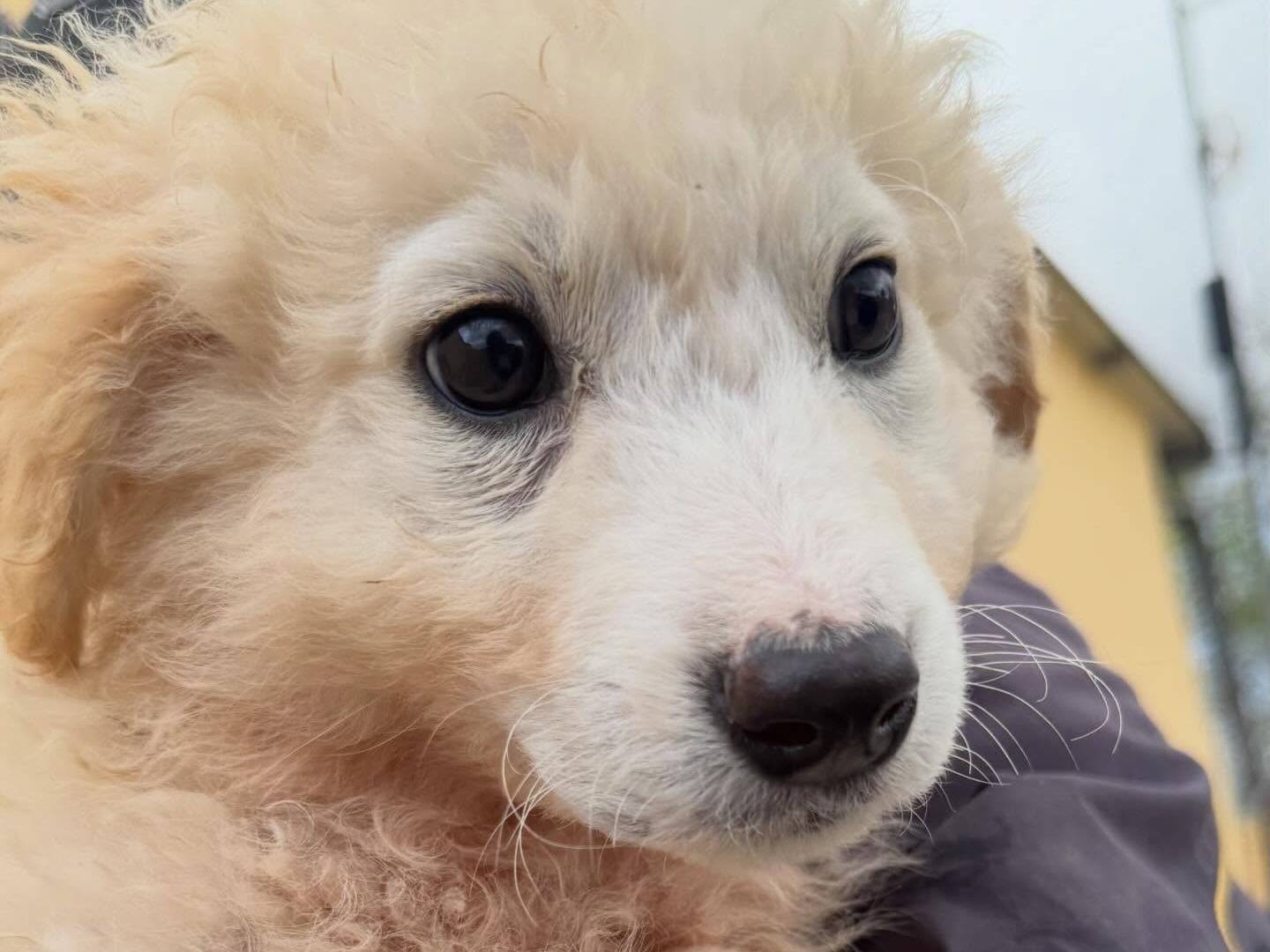 Adotta un cane, maschio, 4 mesi, Matera