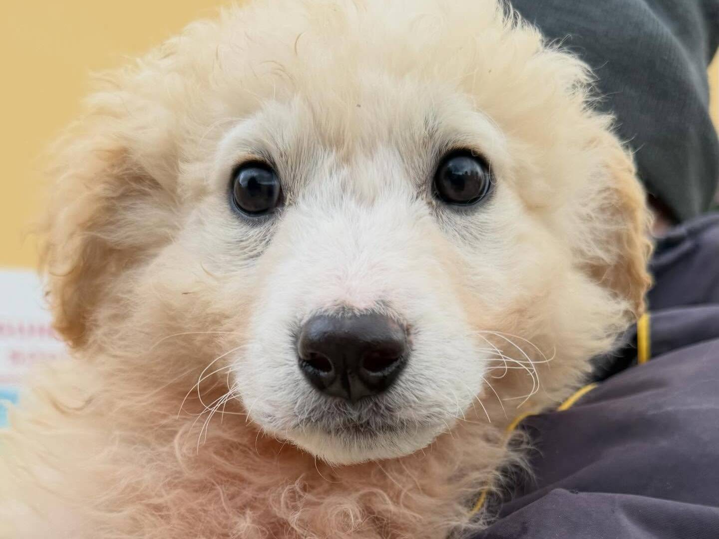 Adotta un cane, taglia grande, maschio, Matera