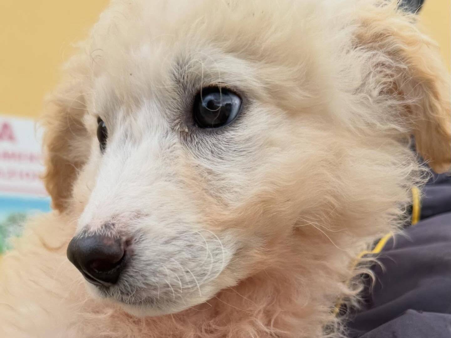 Vuoi adottare un cane a Matera?