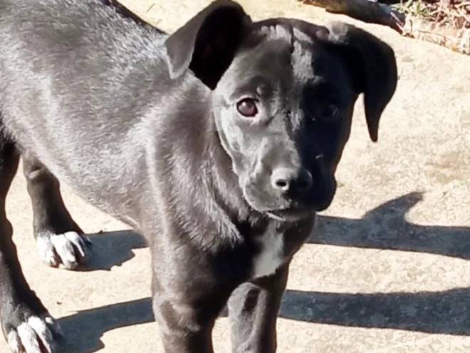 Adozione cane, femmina, Razza sconosciuta Razza sconosciuta, 4 mesi, taglia media, Avellino