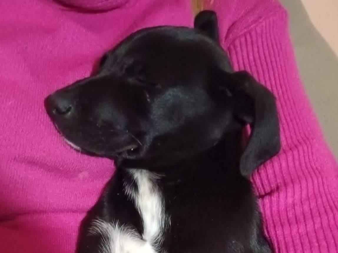 Adotta un cane, femmina, 4 mesi, Avellino