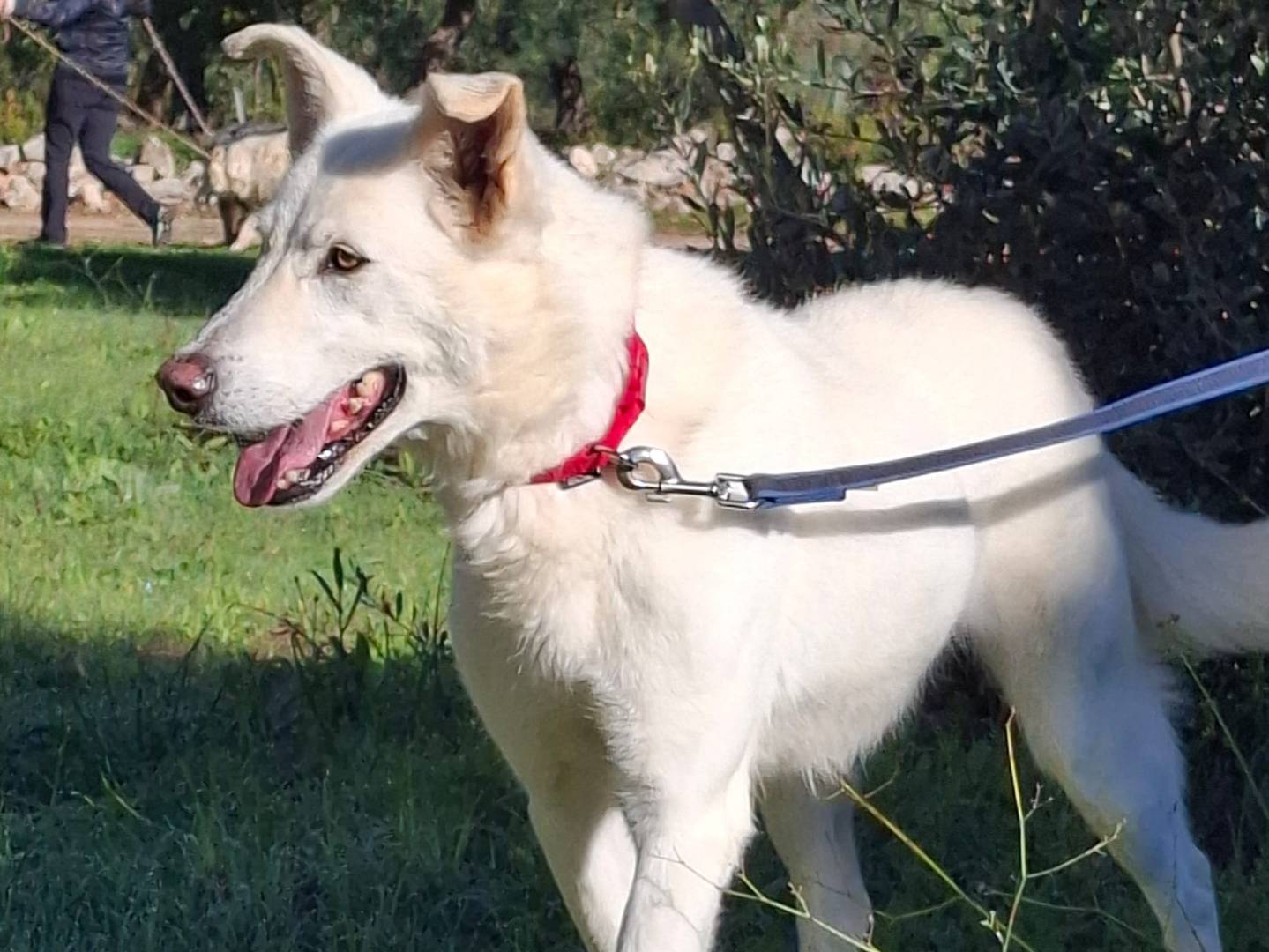 Adozione cane, maschio, Razza sconosciuta Razza sconosciuta, 9 anni e 5 mesi, taglia media, Milano
