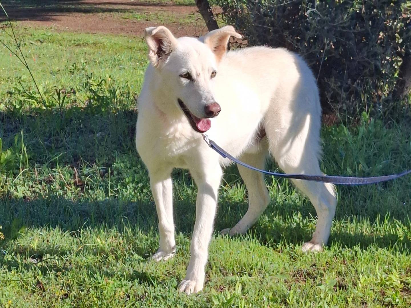Adotta un cane, maschio, 9 anni e 5 mesi, Milano