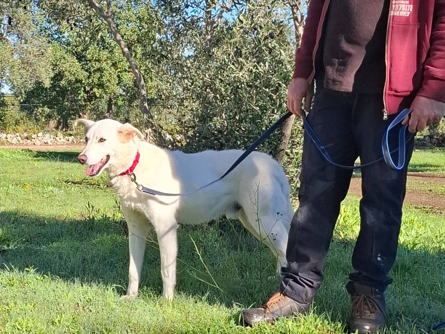 Vuoi adottare un cane a Milano?