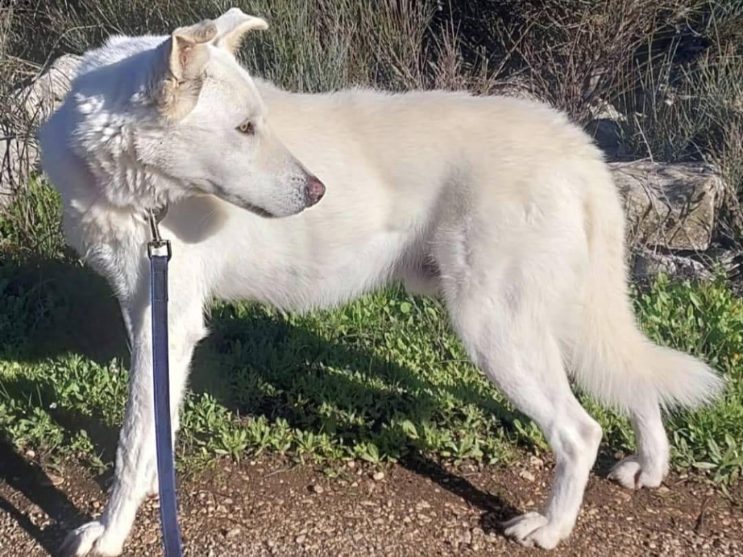 Adotta il cane OSCAR a Milano