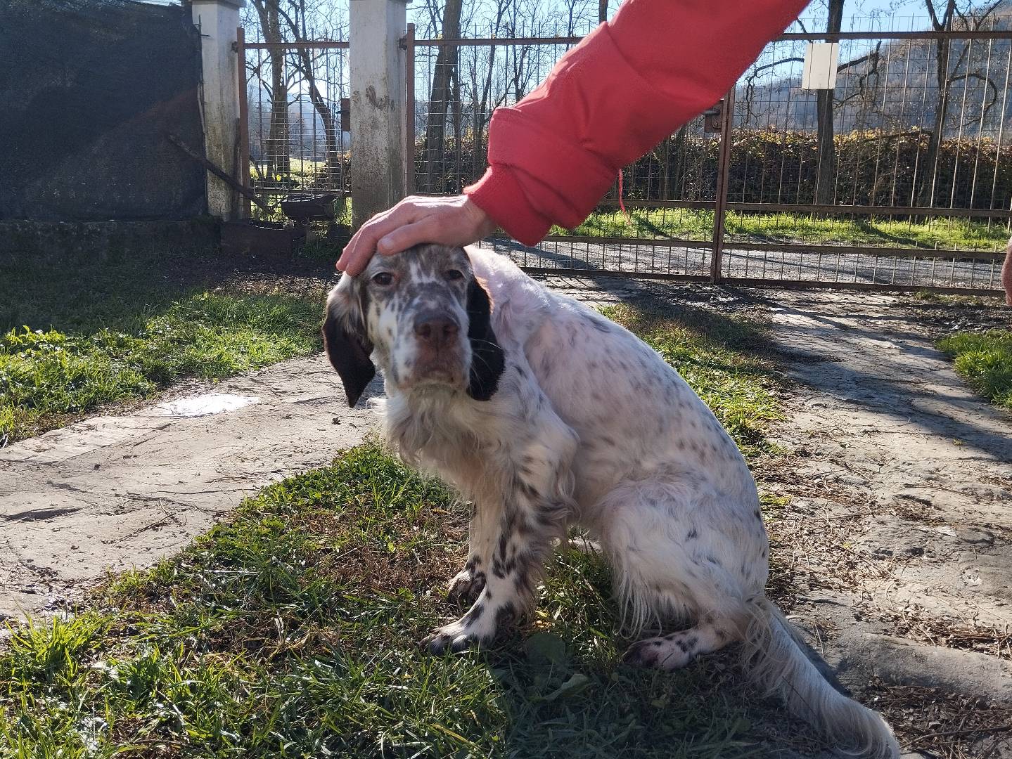 Adotta il cane ROMY a Alessandria