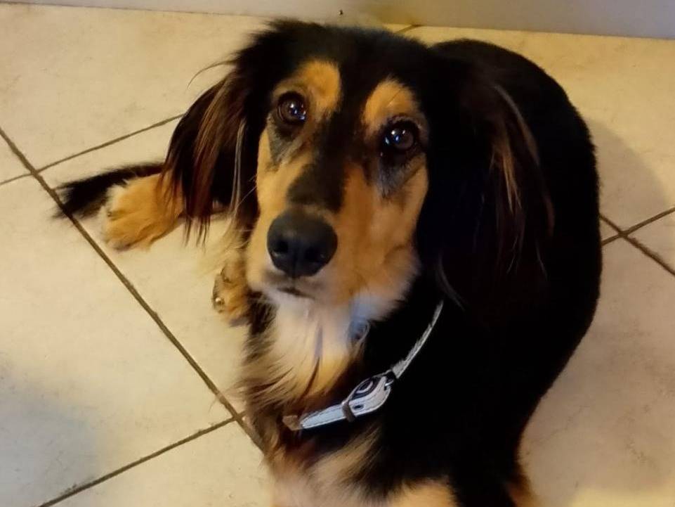 Adozione cane, maschio, Razza sconosciuta Razza sconosciuta, 1 anno e 1 mese, taglia piccola, Verona