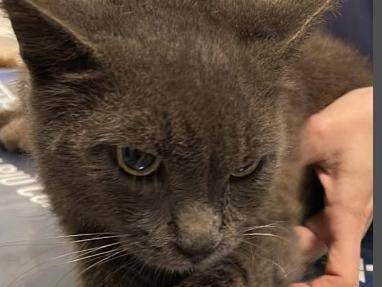 Adotta un gatto, maschio, 1 anno e 1 mese, Verona