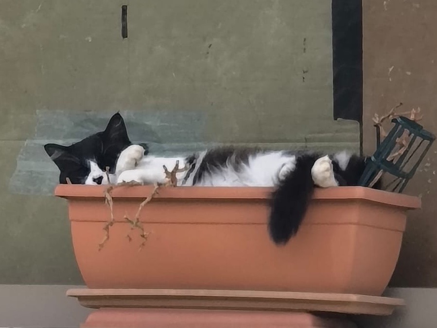 Vuoi adottare un gatto a Cosenza?