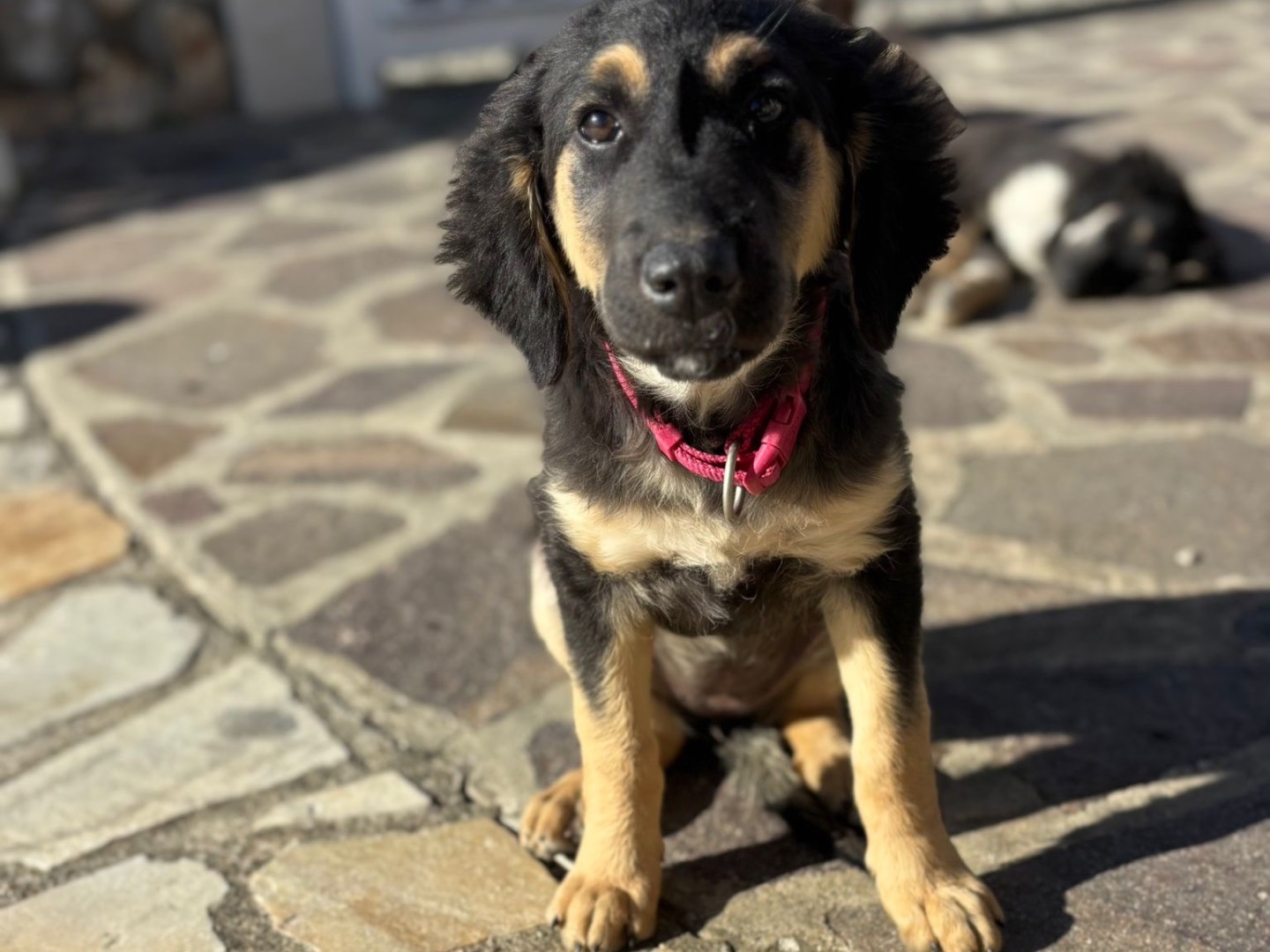 Adozione cane, femmina, Razza sconosciuta Razza sconosciuta, 4 mesi, taglia media, Catanzaro