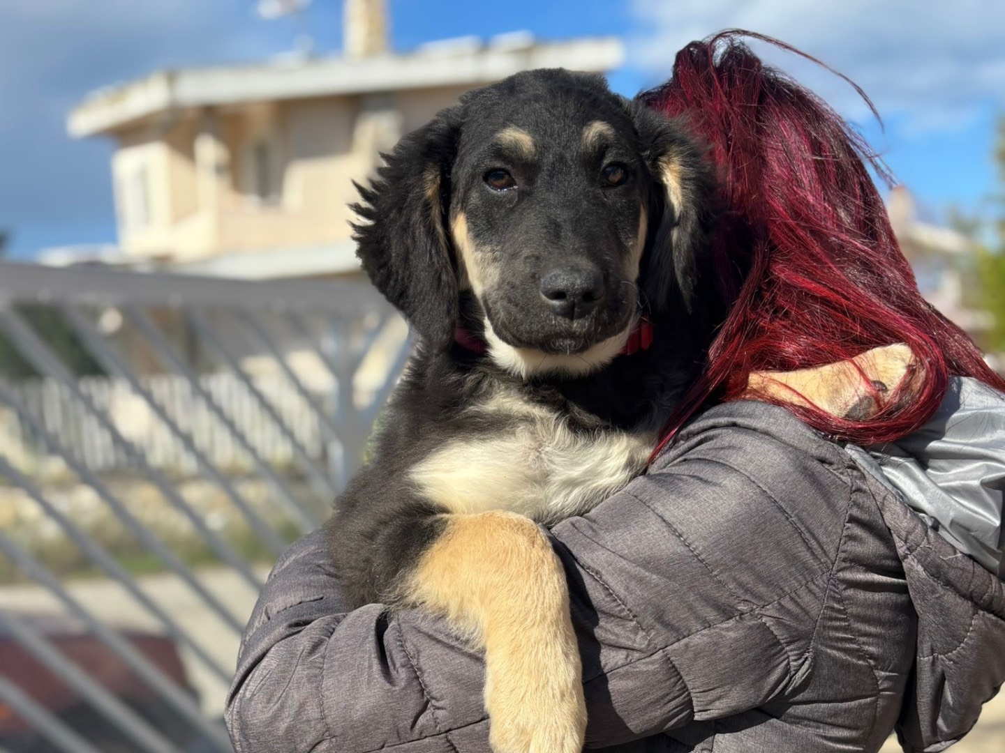 Adozione cane, femmina, Razza sconosciuta Razza sconosciuta, 4 mesi, taglia media, Catanzaro
