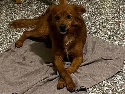 Vuoi adottare un cane a Verona?