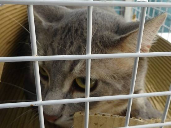 Adozione gatto, maschio, Razza sconosciuta Razza sconosciuta, 4 anni e 1 mese, taglia non valida, Milano