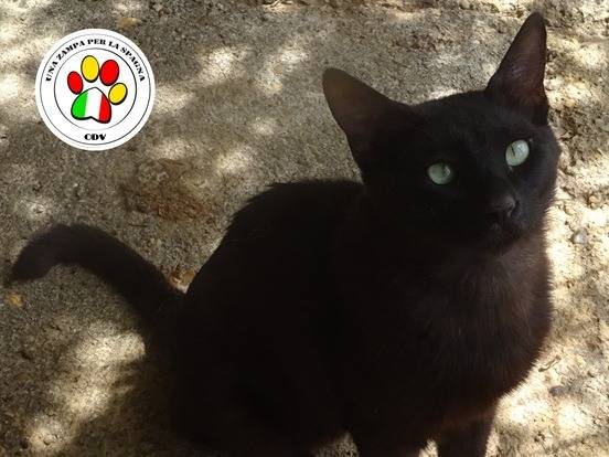 Adozione gatto, maschio, Razza sconosciuta Razza sconosciuta, 2 anni, taglia non valida, Milano