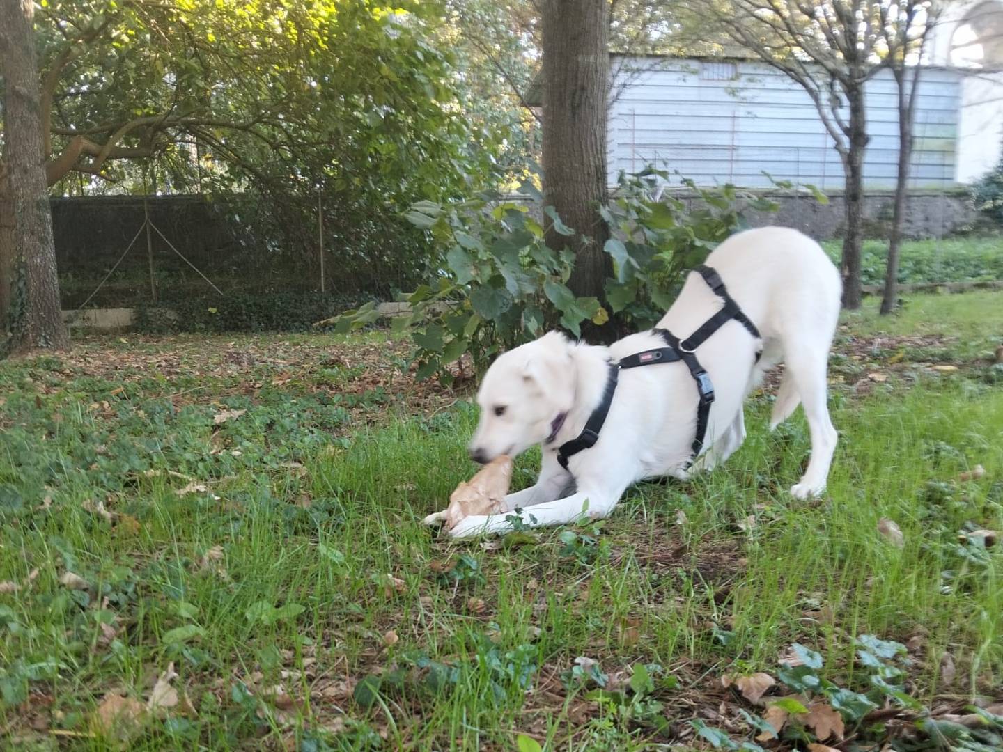 Adotta un cane, femmina, 1 anno e 1 mese, Lucca