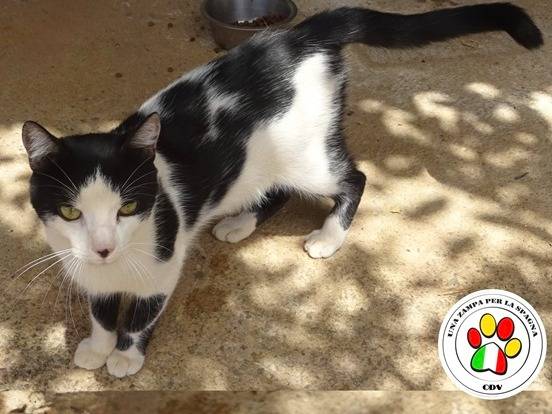 Adotta un gatto, maschio, 1 anno, Milano