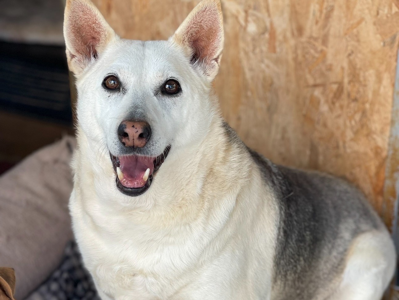 Adozione cane, femmina, Razza sconosciuta Razza sconosciuta, 12 anni e 7 mesi, taglia media contenuta, Catanzaro