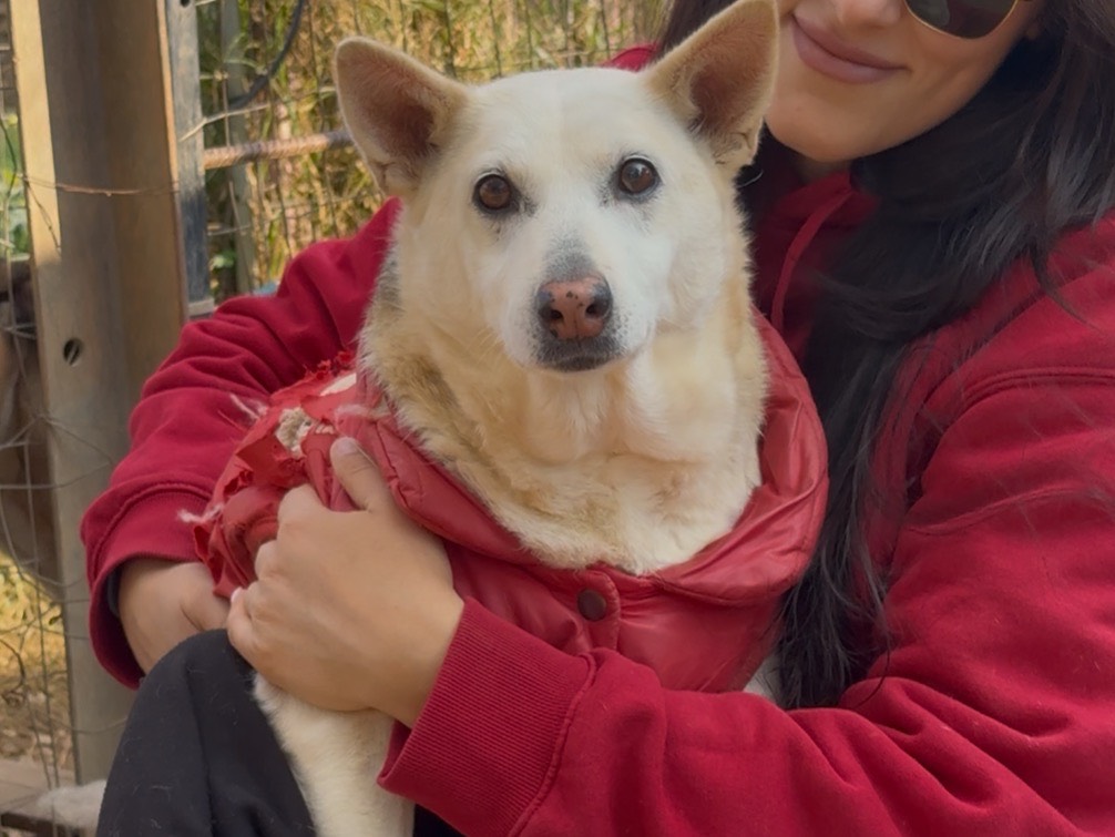 Adotta un cane, femmina, 12 anni e 7 mesi, Catanzaro