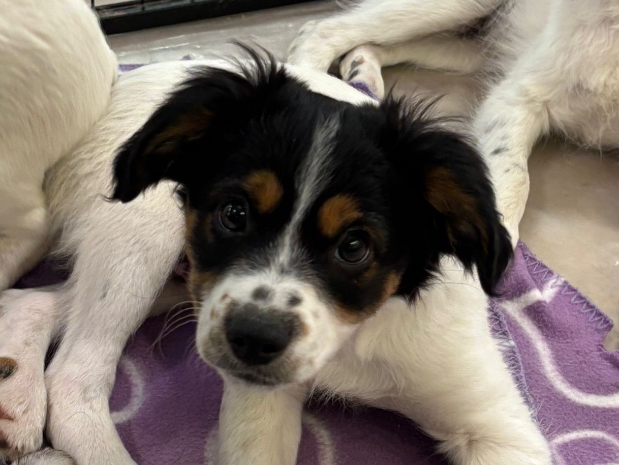 Adozione cane, maschio, Bassotto Razza sconosciuta, 3 mesi, taglia piccola, Teramo