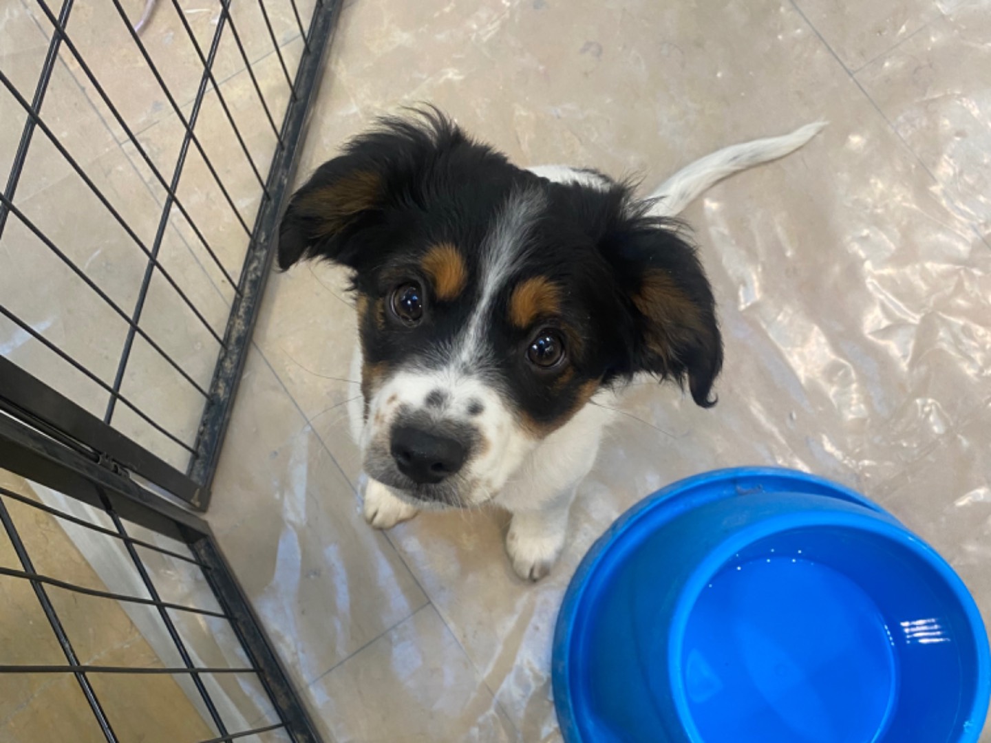 Adotta un cane, maschio, 3 mesi, Teramo