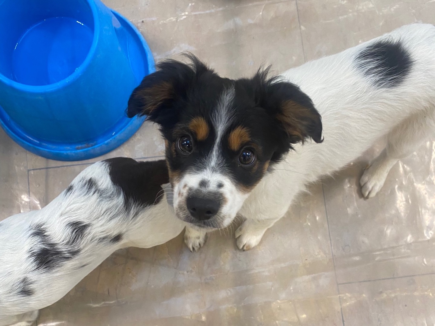 Adotta un cane, taglia piccola, maschio, Teramo