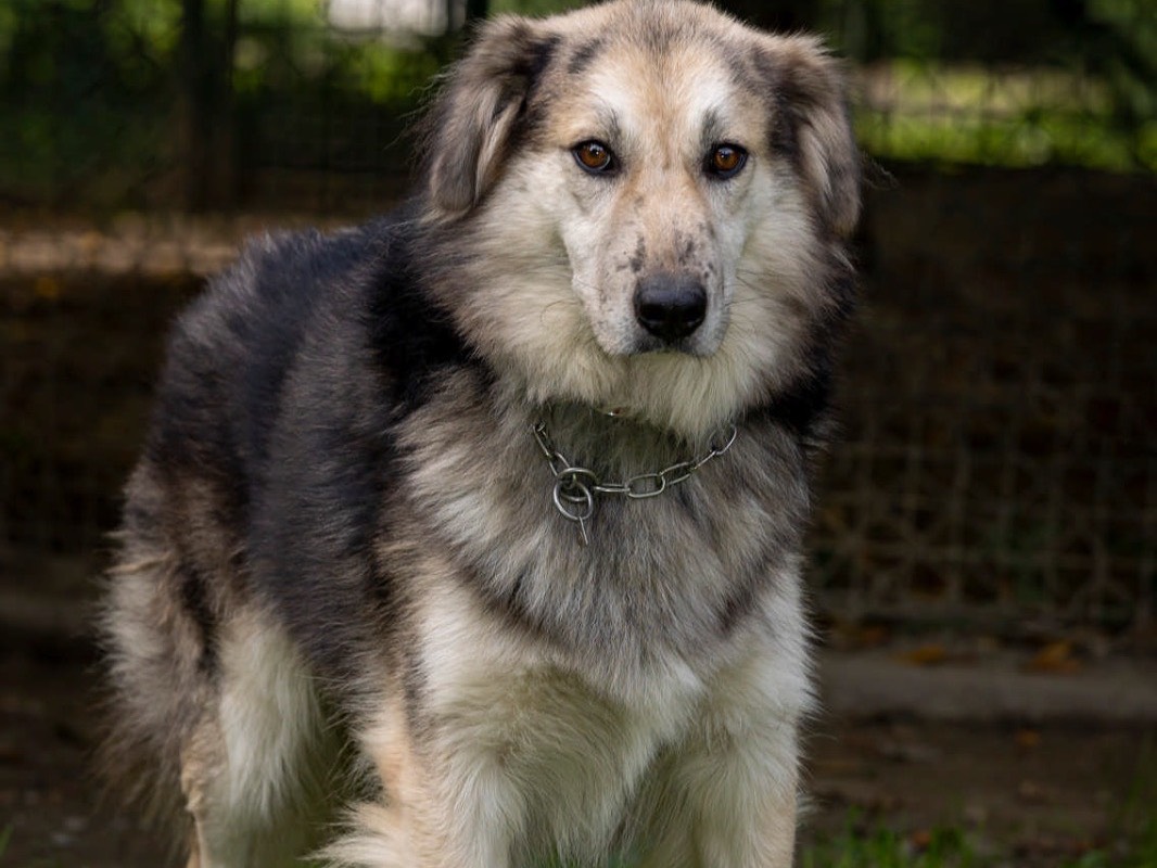 Adotta un cane, maschio, 3 anni e 1 mese, Sondrio