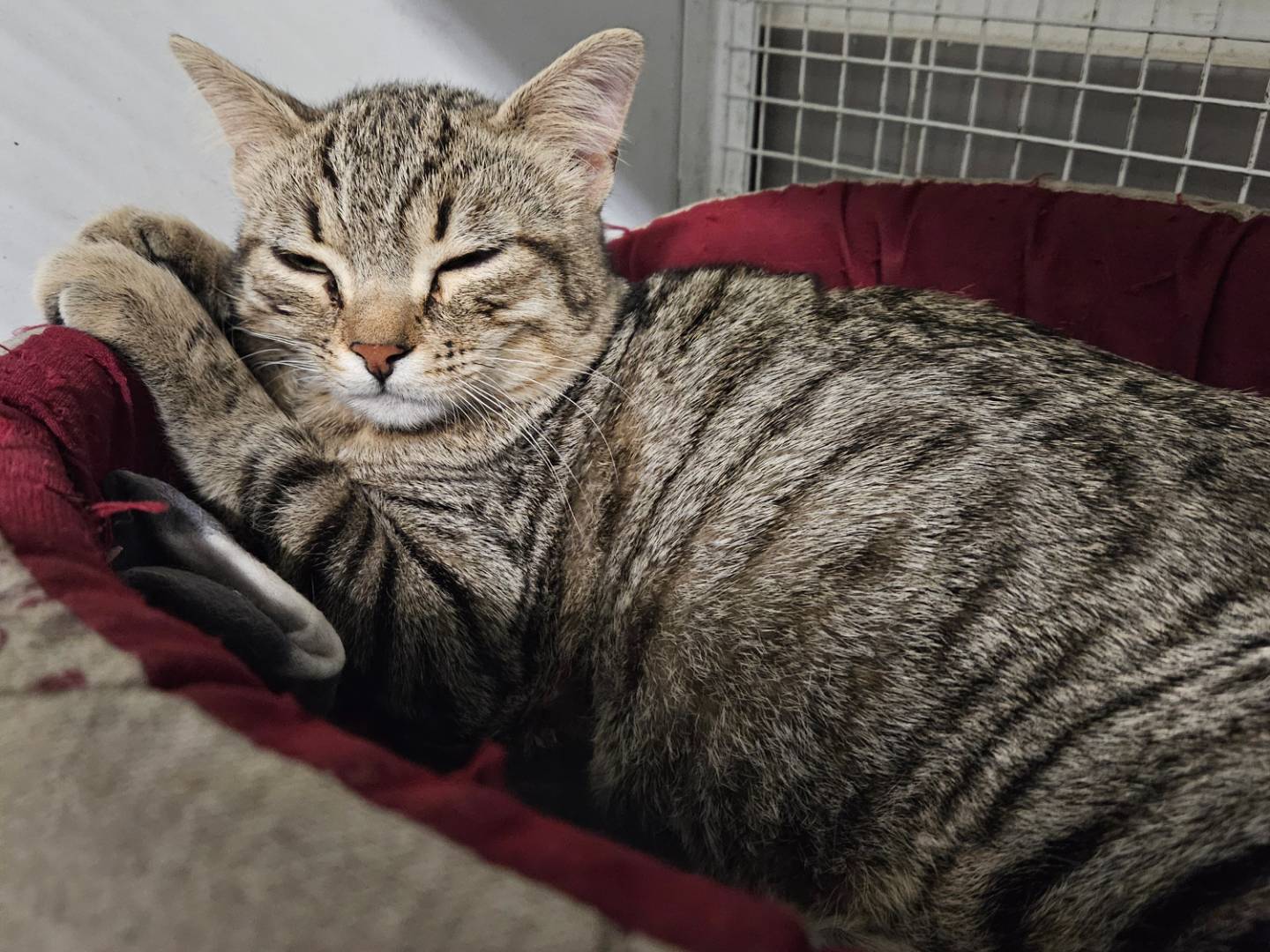 Adozione gatto, maschio, Razza sconosciuta Razza sconosciuta, 7 mesi, taglia non valida, Milano