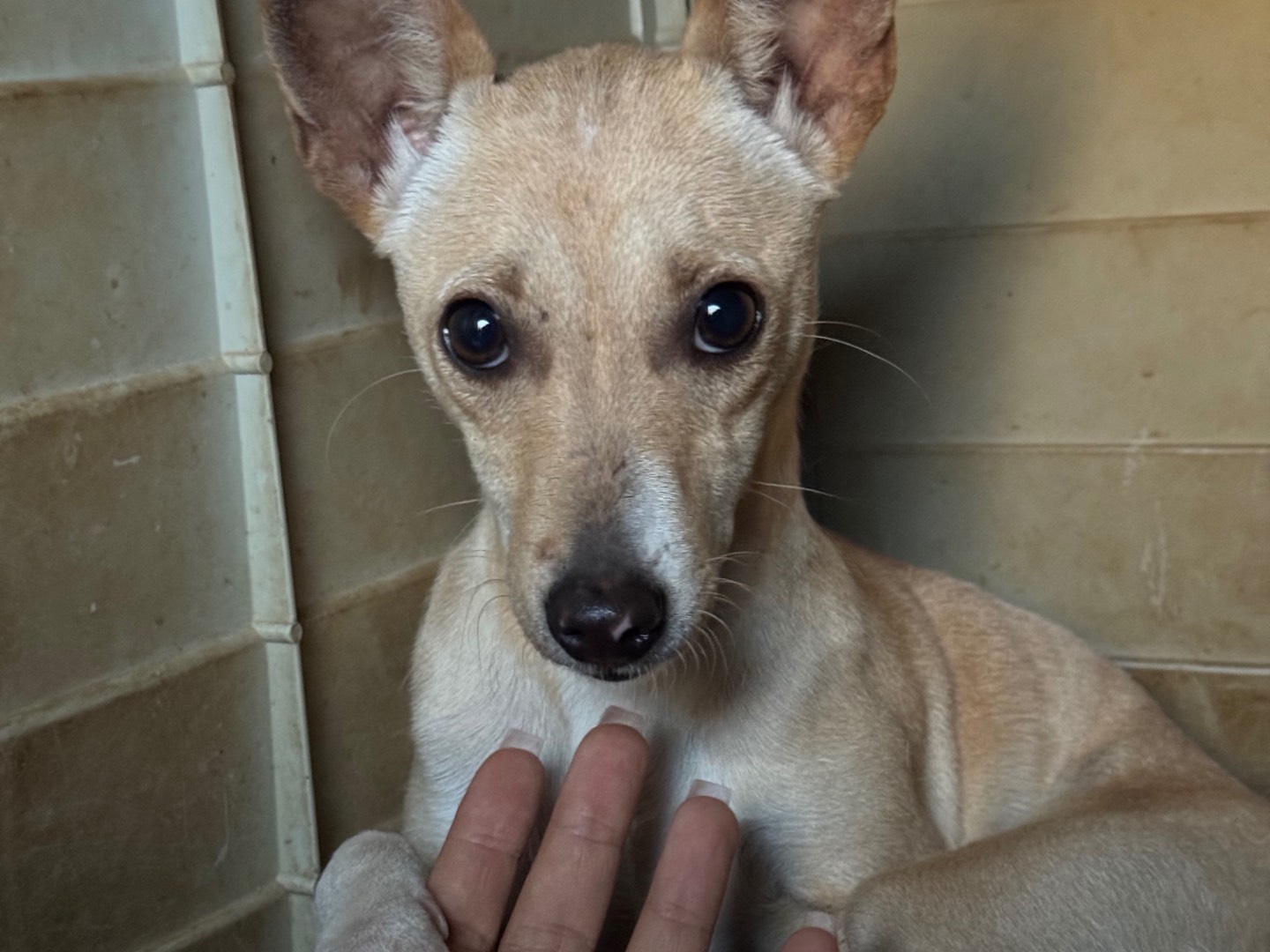 Adozione cane, femmina, Razza sconosciuta Razza sconosciuta, 7 mesi, taglia piccola, Catanzaro