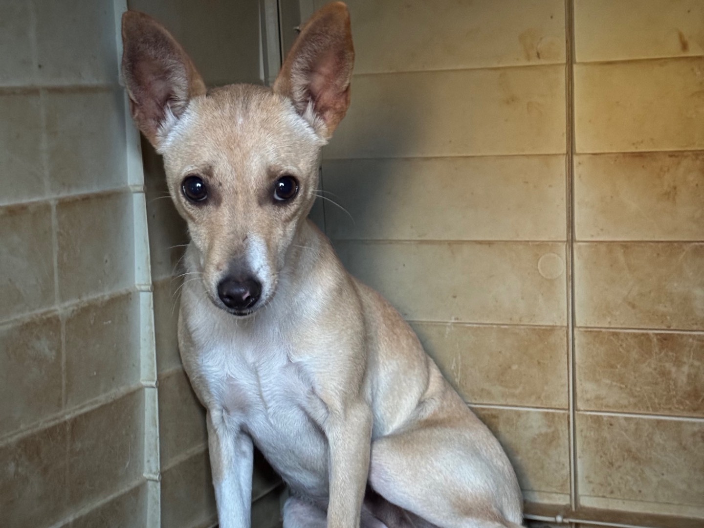 Adotta un cane, femmina, 7 mesi, Catanzaro