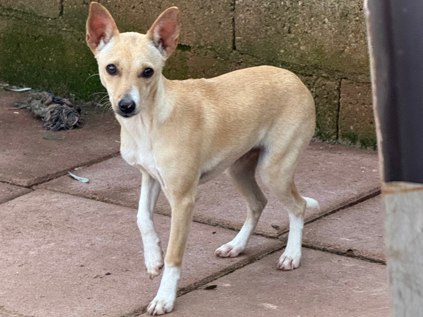 Adotta un cane, taglia piccola, femmina, Catanzaro