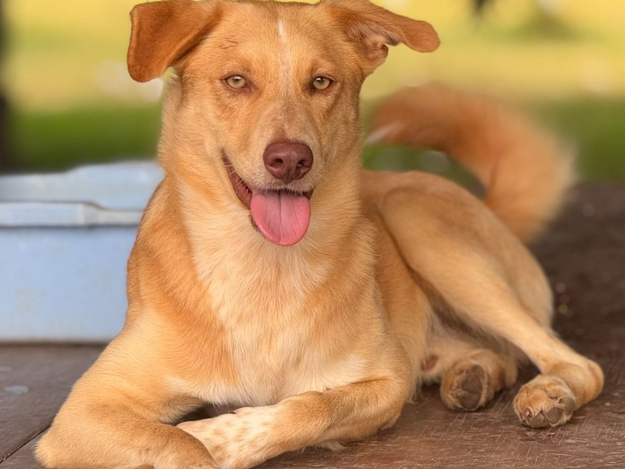 Adotta un cane, maschio, 1 anno e 7 mesi, Catanzaro