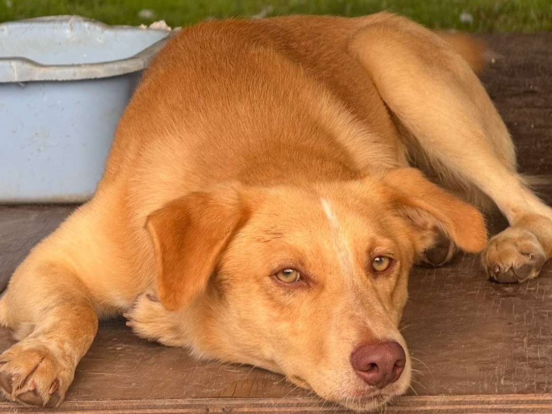 Vuoi adottare un cane a Catanzaro?