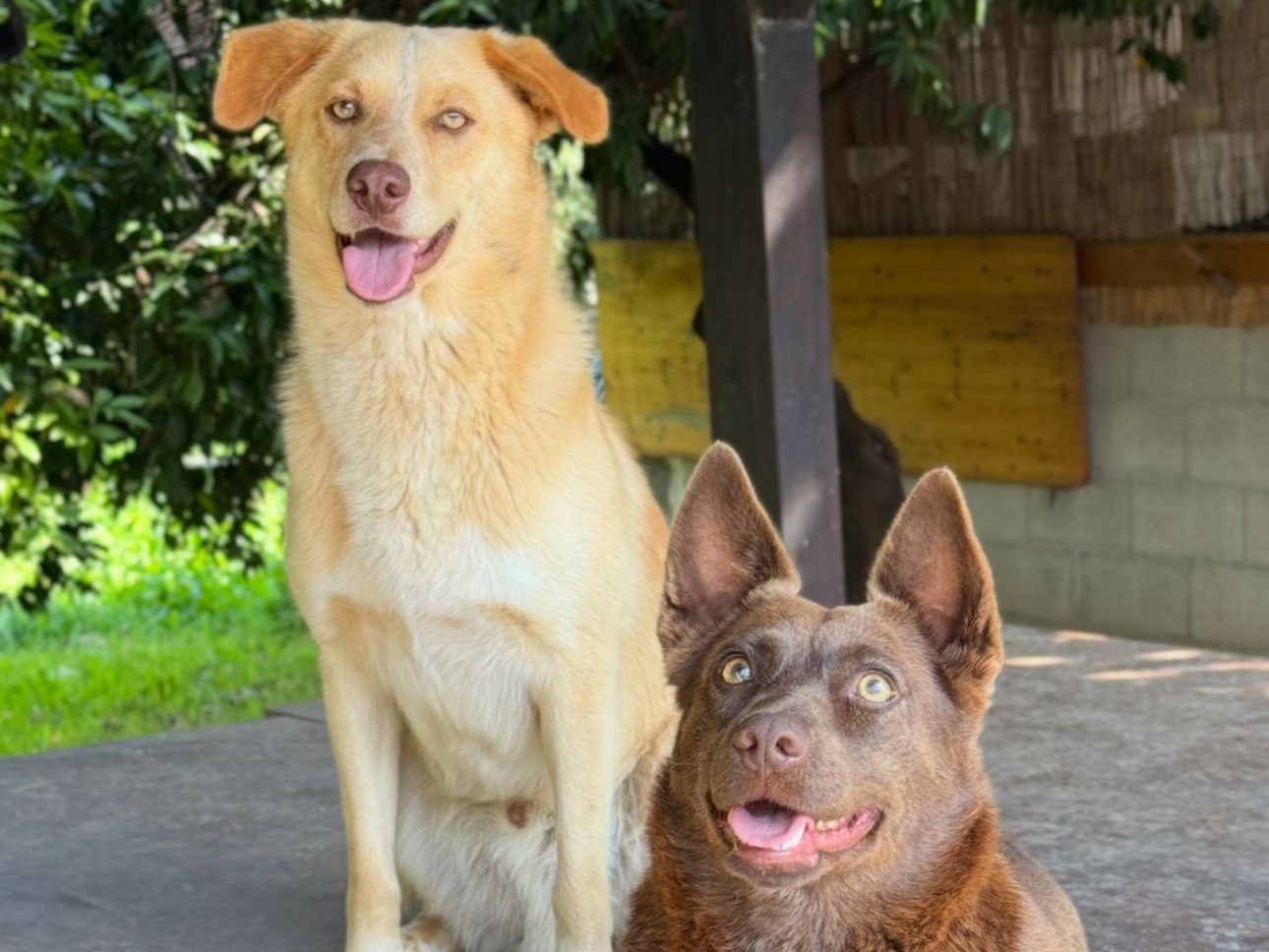Adotta il cane Draco  a Catanzaro
