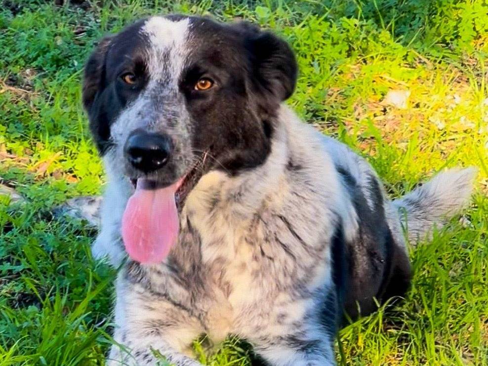 Adozione cane, femmina, Razza sconosciuta Razza sconosciuta, 1 anno e 1 mese, taglia media, Crotone