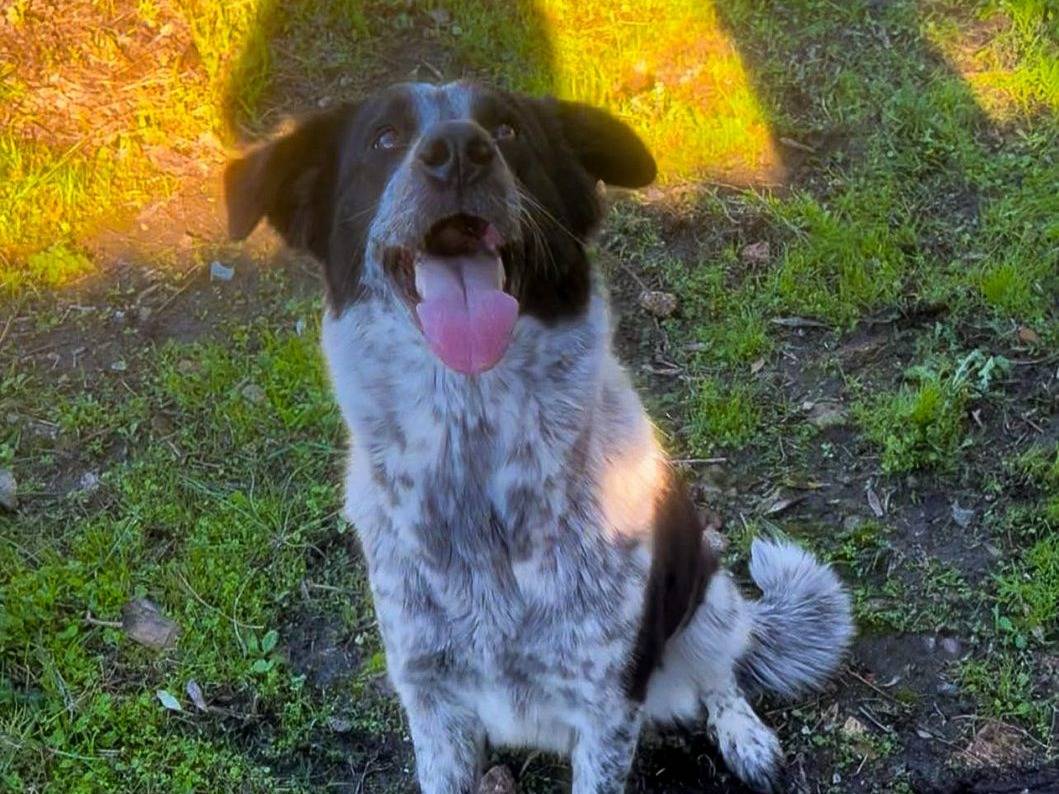 Adotta un cane, femmina, 1 anno e 1 mese, Crotone