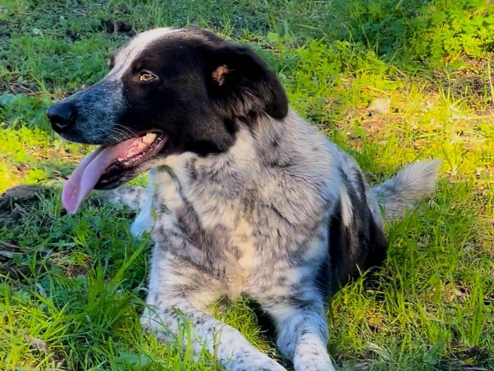 Adotta un cane, taglia media, femmina, Crotone
