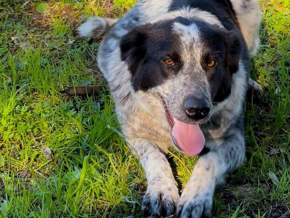 Vuoi adottare un cane a Crotone?