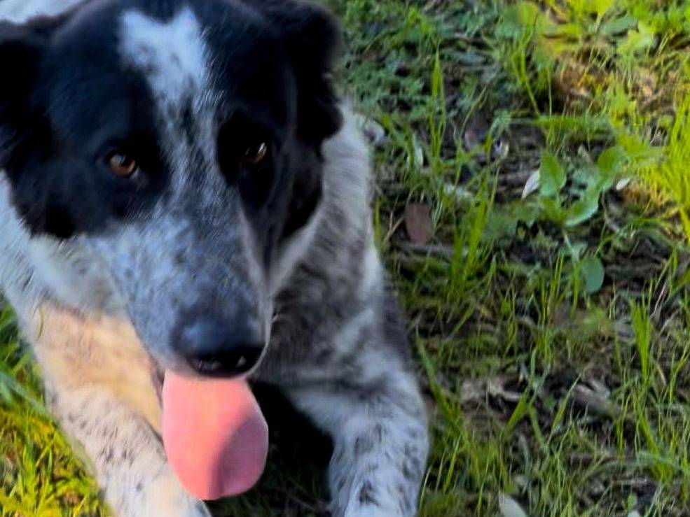 Adotta il cane Serena a Crotone